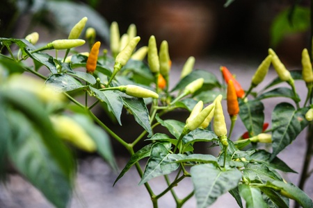 fresh guinea-pepper (bird-chilli) growing in farm.の写真素材