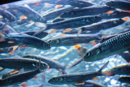 Colorful aquarium, showing different colorful fishes swimmingの写真素材