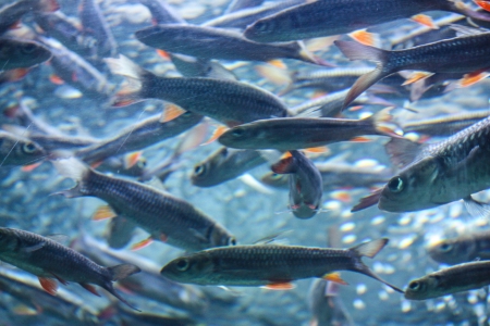Colorful aquarium, showing different colorful fishes swimming