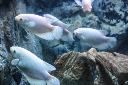 Colorful aquarium, showing different colorful fishes swimming