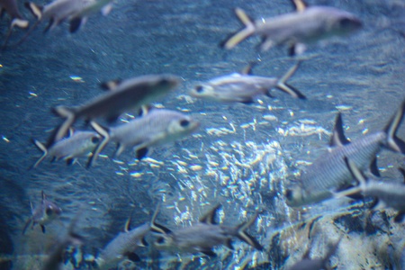 Colorful aquarium, showing different colorful fishes swimming