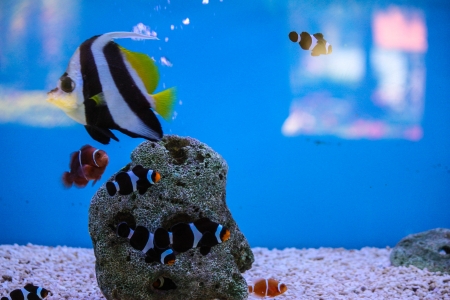 a long finned bannerfish swimming underwater with a plain blue backgroundの写真素材