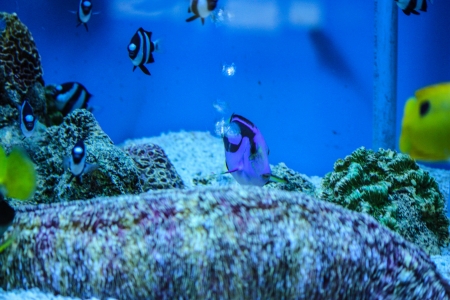 a long finned bannerfish swimming underwater with a plain blue backgroundの写真素材