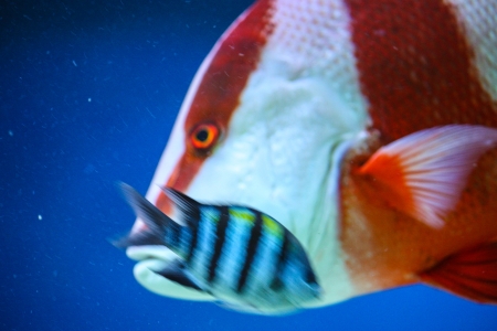 closeup of powder blue surgeonfish on a coral reef. beautiful blue backgroundの写真素材