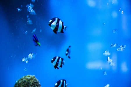 a long finned bannerfish swimming underwater with a plain blue backgroundの写真素材
