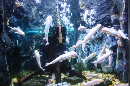 shoal of fish "Sea goldie" (Pseudanthias squamipinnis) on the red sea coral reef of aqabaの写真素材