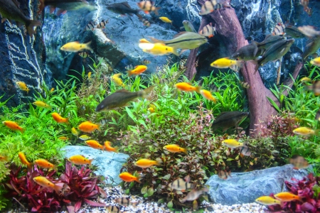shoal of fish "Sea goldie" (Pseudanthias squamipinnis) on the red sea coral reef of aqabaの写真素材