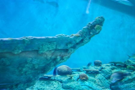 shoal of fish "Sea goldie" (Pseudanthias squamipinnis) on the red sea coral reef of aqabaの写真素材