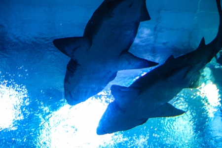 A pair of Sand tiger sharksの写真素材