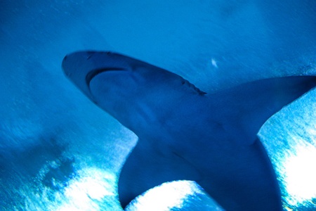 A pair of Sand tiger sharksの写真素材