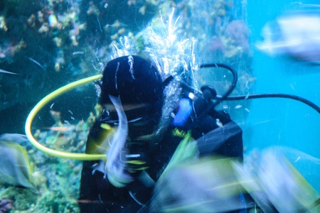 Colorful aquarium, showing different colorful fishes swimming