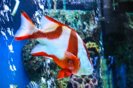 closeup of powder blue surgeonfish on a coral reef. beautiful blue backgroundの写真素材