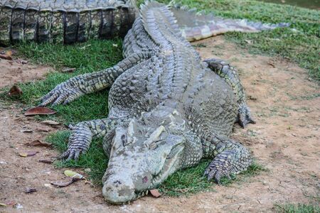 Hungry Crocodile looking for some foodの写真素材