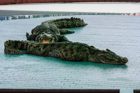 Hungry Crocodile looking for some foodの写真素材