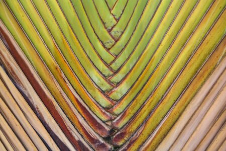 the Abstract of banana bodyの写真素材