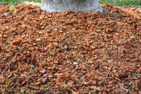 Coconut Shells in a Brazilian Farmの写真素材