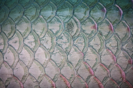 Metal blue fish scales, toned, macro shot.の写真素材