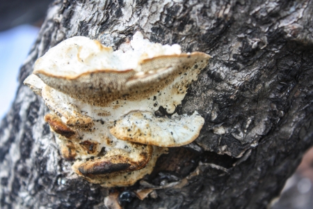 Oyster fungus Pleurotus ostreatus tasty edible mushroom on treeの写真素材