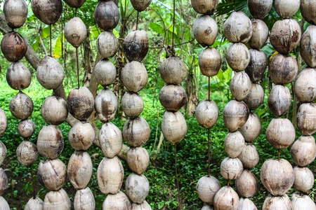 Coconut husks ready for processing at a copra factory in Sri Lanka.の写真素材