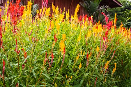 Flower pots on a sunny dayの写真素材