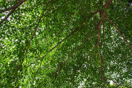 the image of the fresh green to have copy space centrallyの写真素材