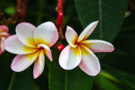 Frangipani is the one of famous and popular Thai flowerの写真素材