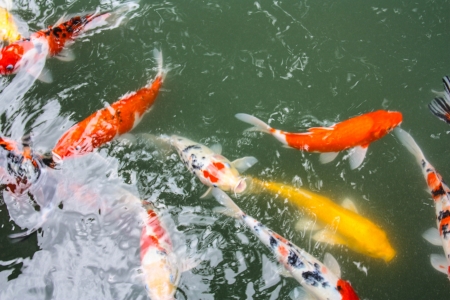 Feeding Carp fish with baby milk bottleの写真素材