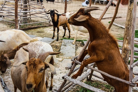 portrait of a little, brown, curious goatの写真素材