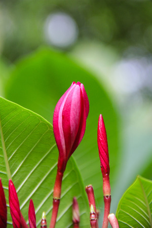 frangipani flower or Leelawadee on the treeの写真素材