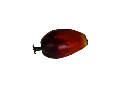 fresh oil palm fruits on white backgroundの写真素材