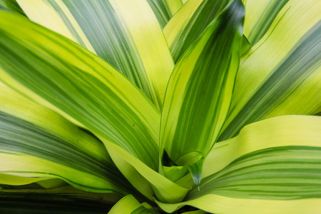 Wet green leves macro of toxic plant False Helleboreの写真素材