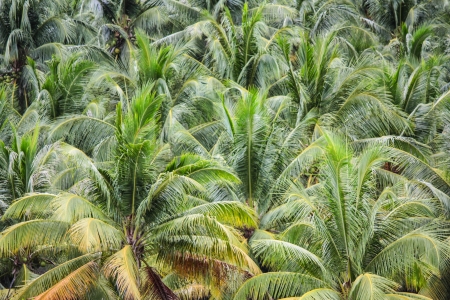 plantation of coconut trees on a tropical island in Thailandの写真素材