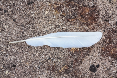 White feather on a sandy beachの写真素材