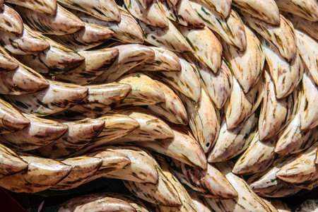 fresh mussels background, full frameの写真素材