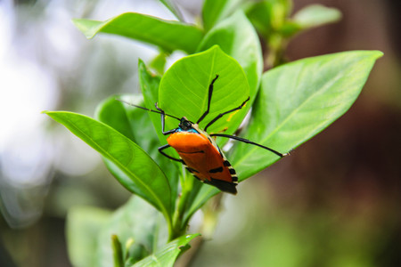 These harmless bugs overwinter in homes and emerge to mate and multiplyの写真素材