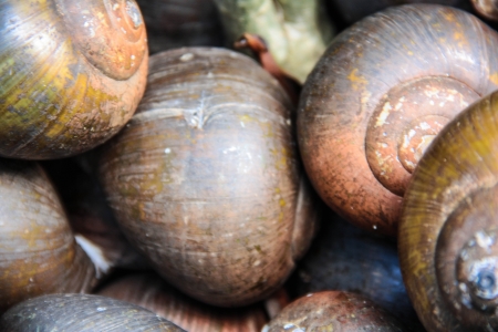 A close up of steamer clams and quahogs freshly caught on Cape Cod