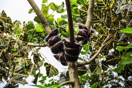 grafted branch in cloning plant techniqueの写真素材