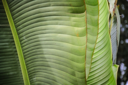 Close up of banana palm leavesの写真素材