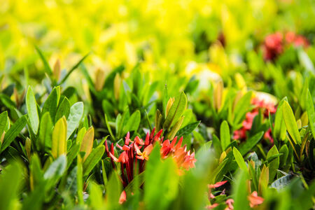 Ixora flowers and shrub in Thailandの写真素材