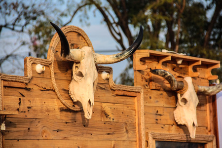 Skull of a steer warns trespassers of their likely fateの写真素材