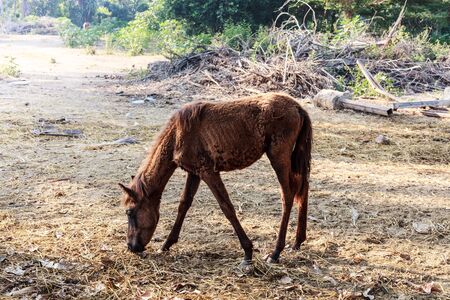 horse are hungry for morning hay, horse feed.の写真素材