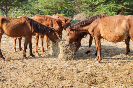 Many horses are hungry for morning hay, horse feed.の写真素材