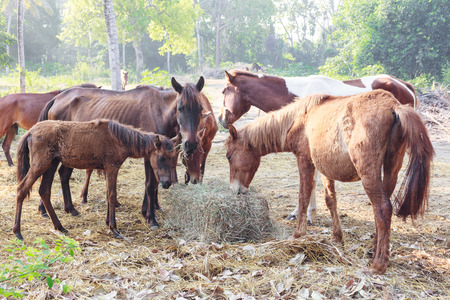 Many horses are hungry for morning hay, horse feed.の写真素材
