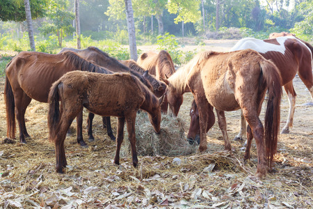 Many horses are hungry for morning hay, horse feed.の写真素材