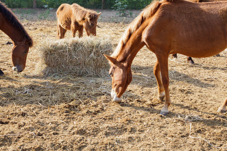 Many horses are hungry for morning hay, horse feed.の写真素材