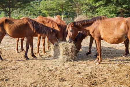 Many horses are hungry for morning hay, horse feed.の写真素材