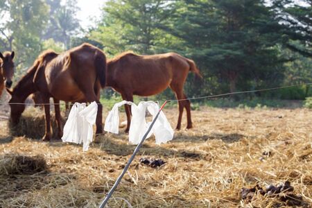 Imprison the horses with electric shockの写真素材