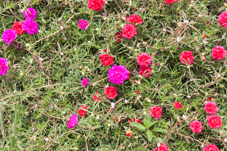 Colorful flowers backgroundの写真素材