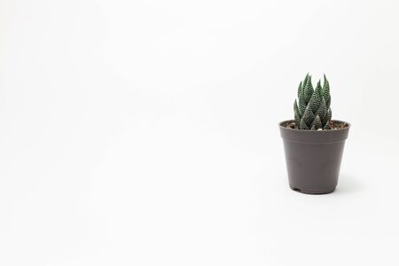 Cactus White backgroundの写真素材