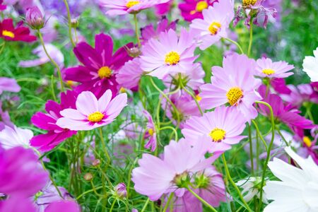 flowersの写真素材